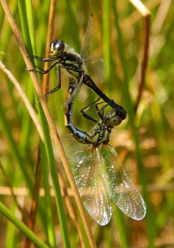 Paarungsrad schwarze Heidelibelle