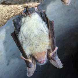 Fledermauswanderung Fledermaus Grpßes Mausohr