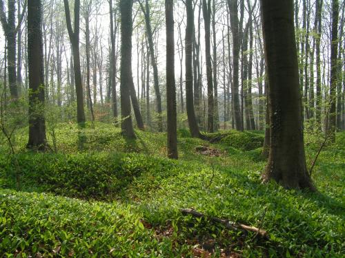 Bärlauchwiesen im Frühling