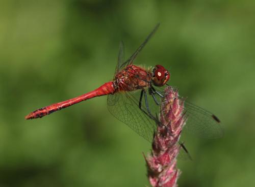 Blutrote Heidelibelle